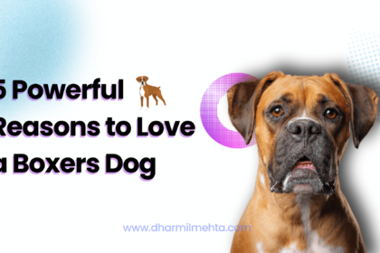 boxers, life of a boxer dog, lifespan for a boxer, how long do boxer dogs live, boxer health issues, life expectancy of a boxer, american boxer, boxer puppies, boxer hybrid dogs, miniature boxer dog breed