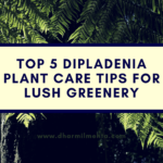 dipladenia plant care, Dipladenia, dipladenia plant, rio dipladenia, dipladenia bush, dipladenia vs mandevilla